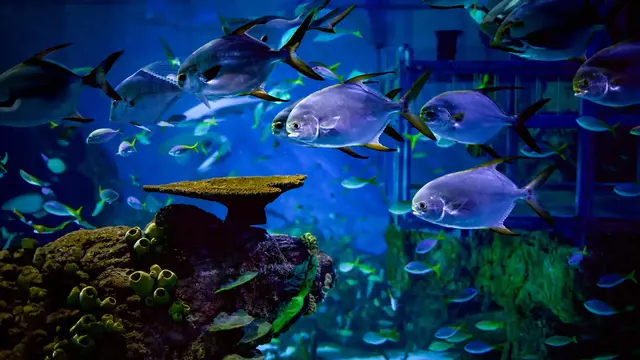 Marine Safari Bali Ticket