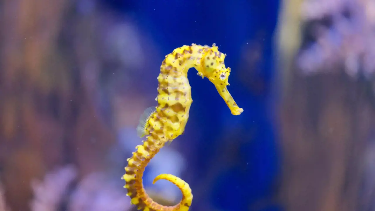 Marine Safari Bali Ticket – Bild 6