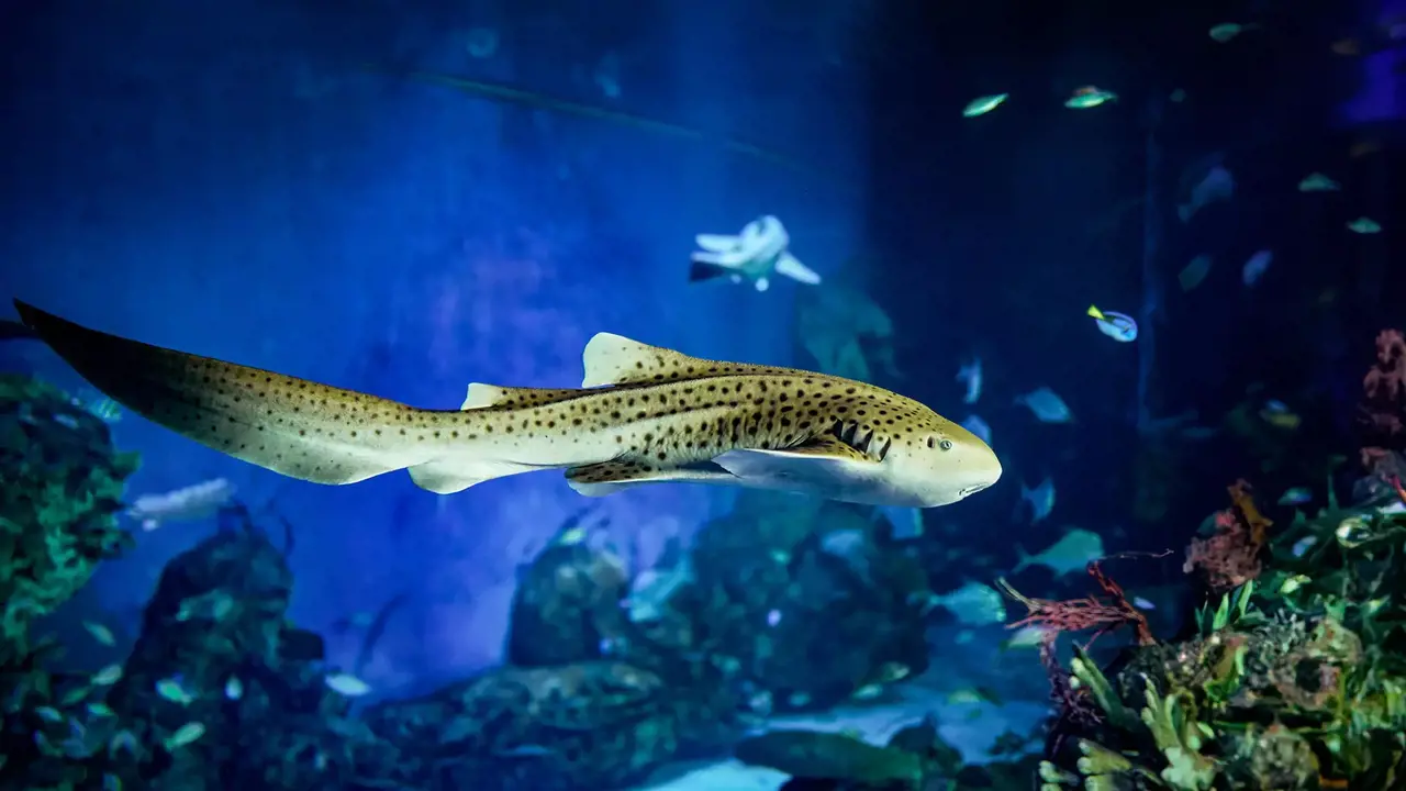 Marine Safari Bali Ticket – Bild 8