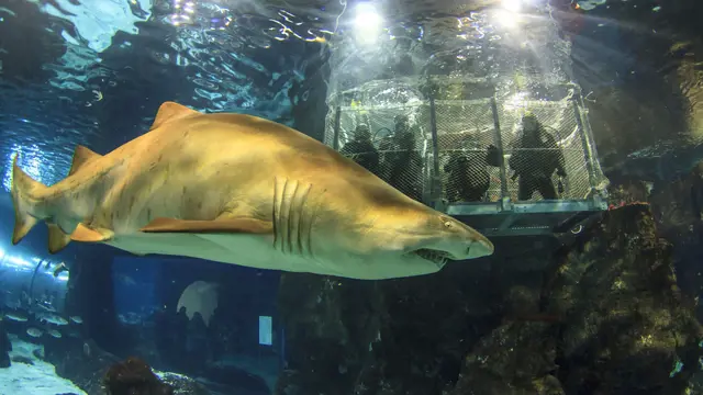 Barcelona Aquarium Ticket