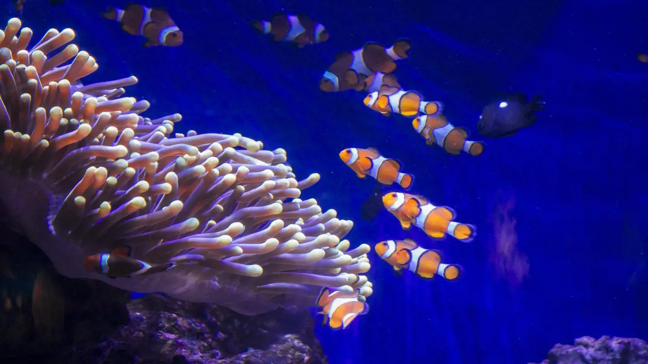 Barcelona Aquarium Ticket – Bild 2