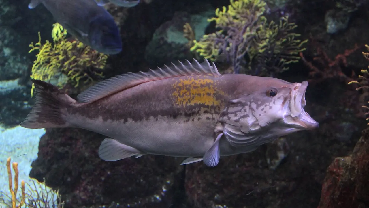 Barcelona Aquarium Ticket – Bild 3