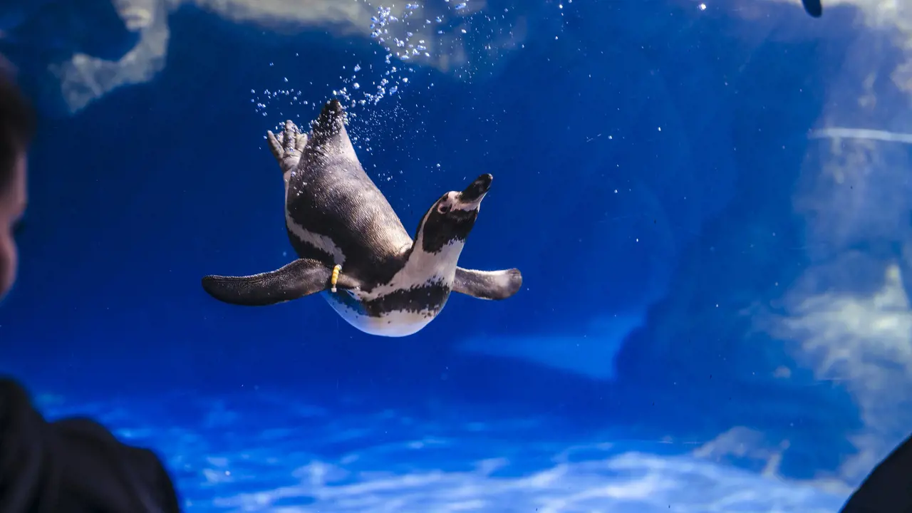 Barcelona Aquarium Ticket – Bild 6