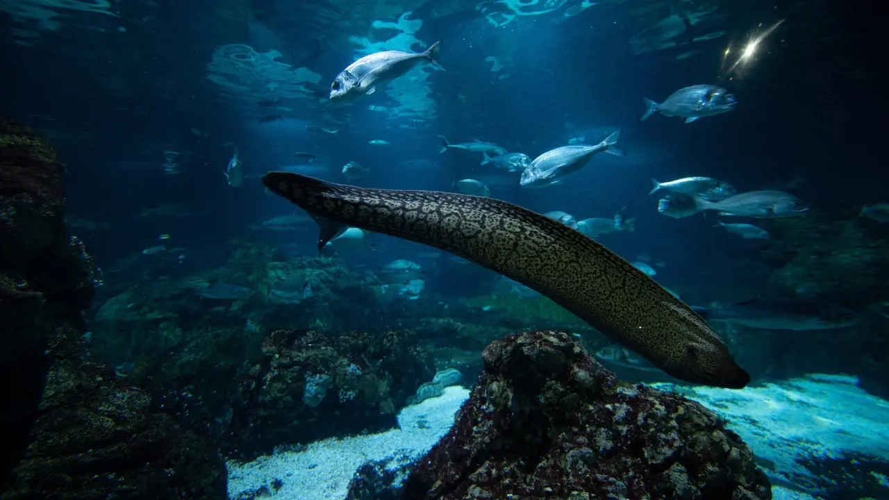 Barcelona Aquarium Ticket – Bild 8