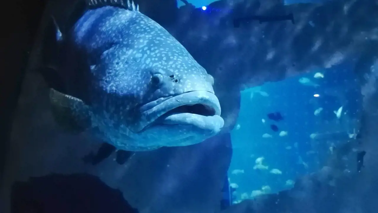 Aquaria Phuket – Bild 2