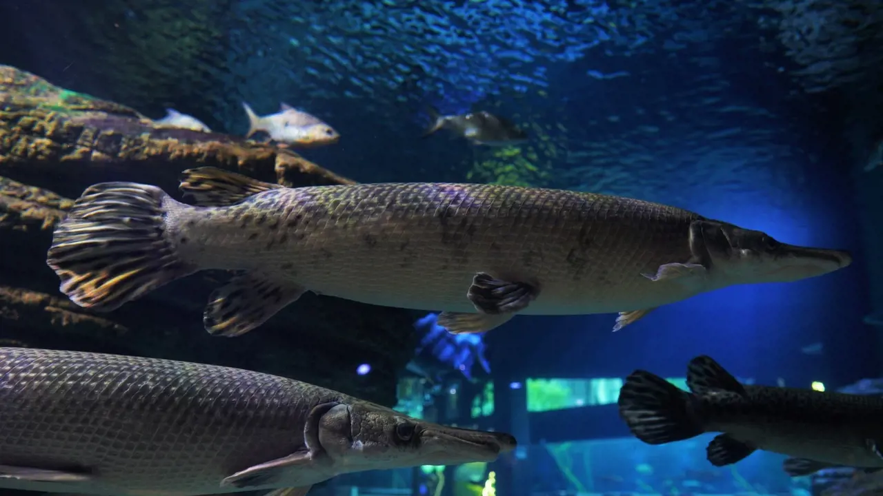 Aquaria Phuket – Bild 4
