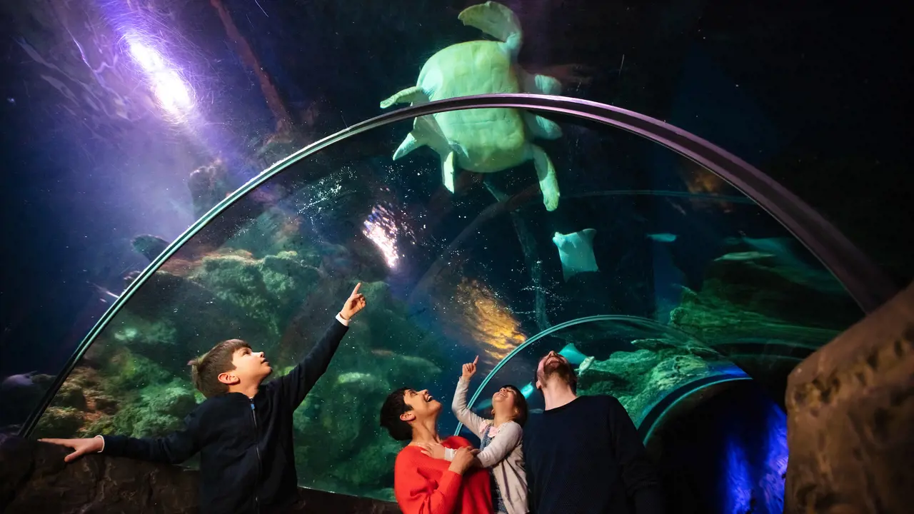 SEA LIFE London Aquarium Ticket – Bild 2