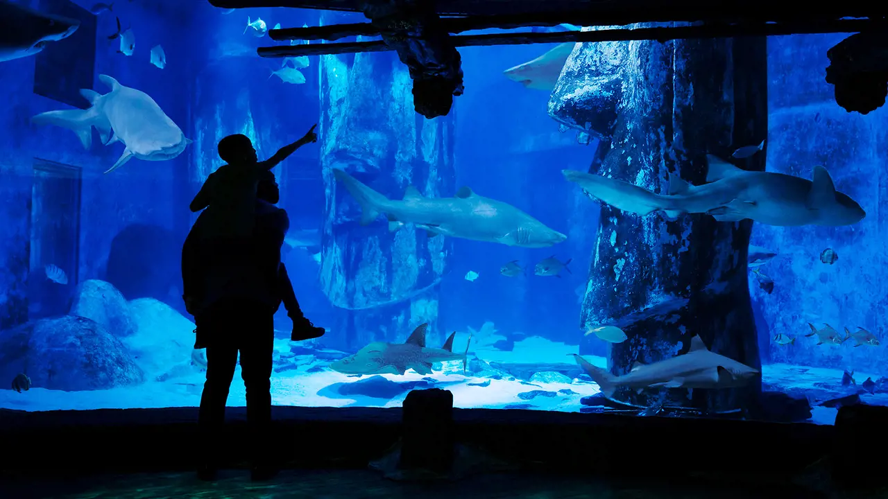 SEA LIFE London Aquarium Ticket – Bild 3