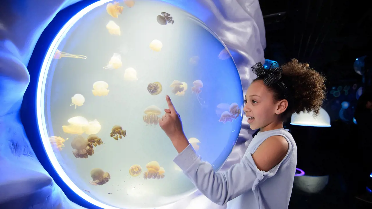 SEA LIFE London Aquarium Ticket – Bild 7