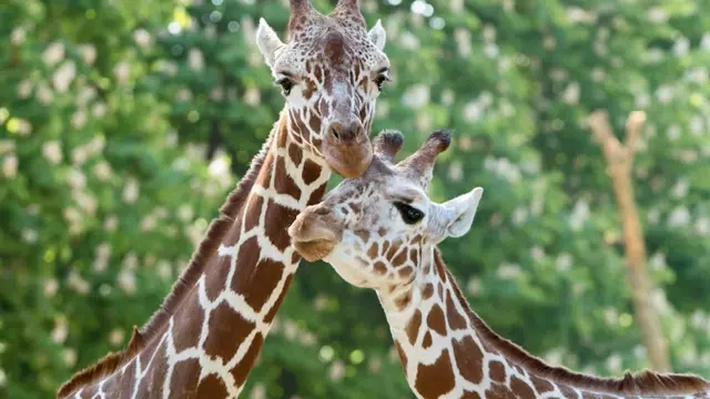 Schonbrunn Zoo