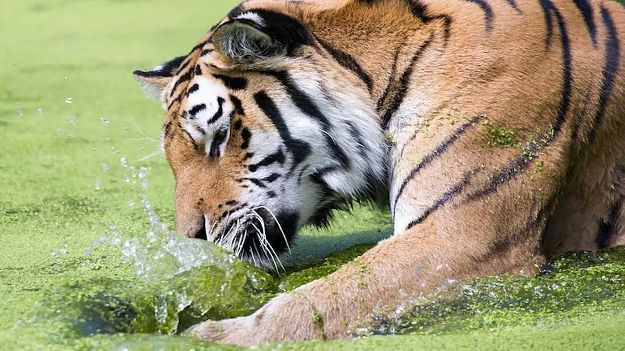 Schonbrunn Zoo – Bild 3
