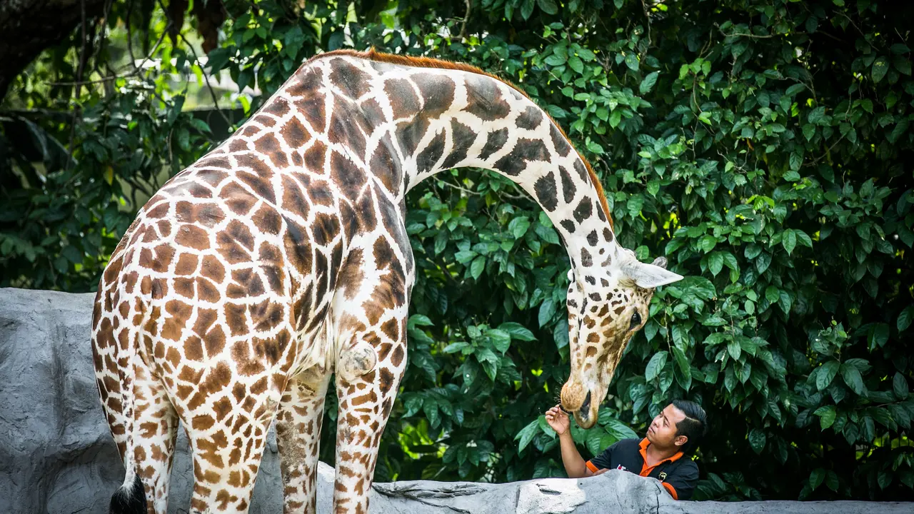 Zoo Negara Malaysia & Panda Conservation Centre Ticket