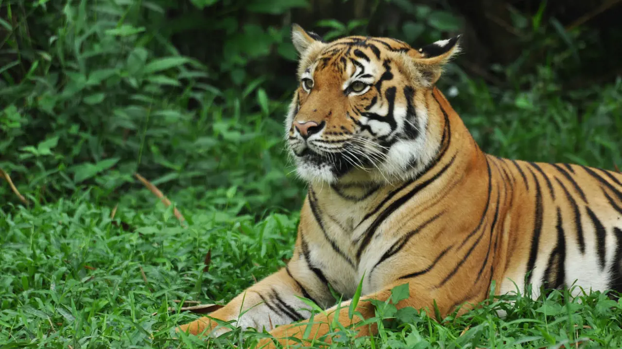 Zoo Negara Malaysia & Panda Conservation Centre Ticket – Bild 2