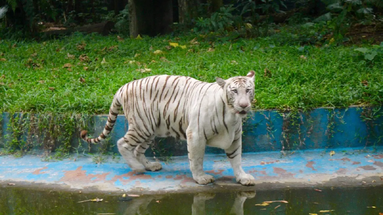 Zoo Negara Malaysia & Panda Conservation Centre Ticket – Bild 4