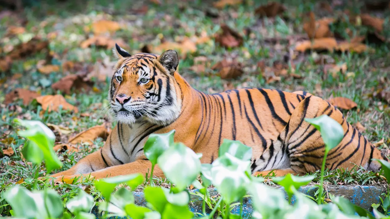 Zoo Negara Malaysia & Panda Conservation Centre Ticket – Bild 5