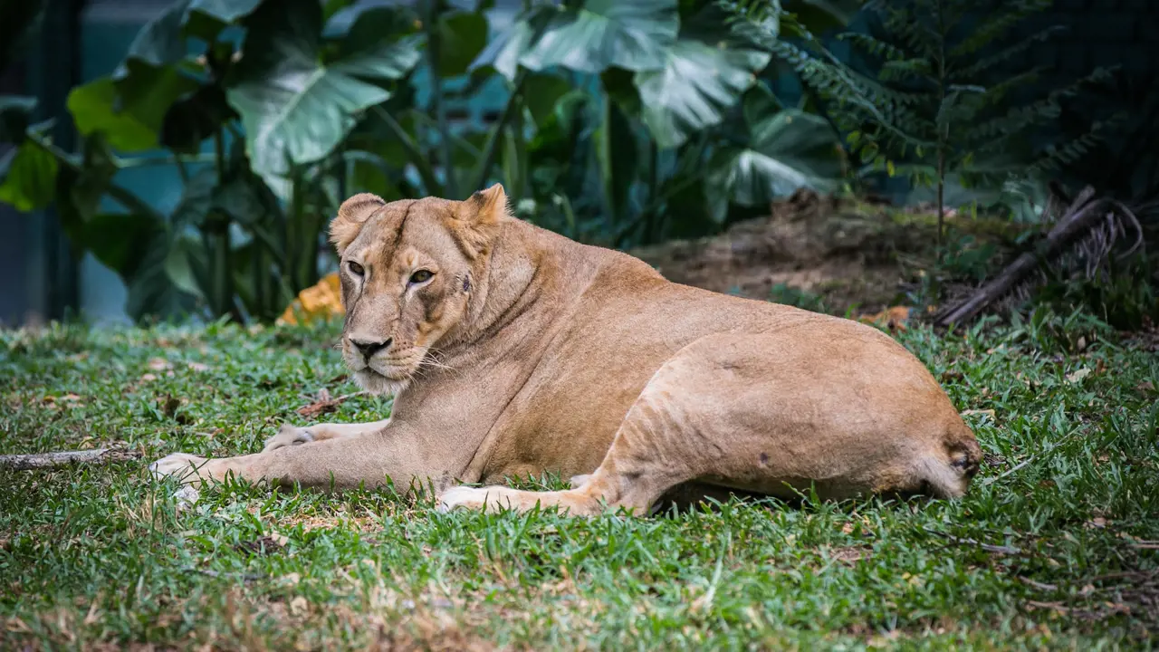 Zoo Negara Malaysia & Panda Conservation Centre Ticket – Bild 6