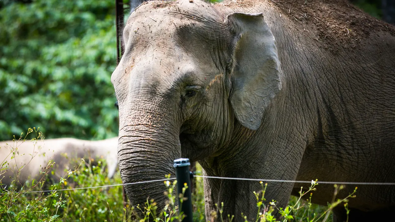 Zoo Negara Malaysia & Panda Conservation Centre Ticket – Bild 7