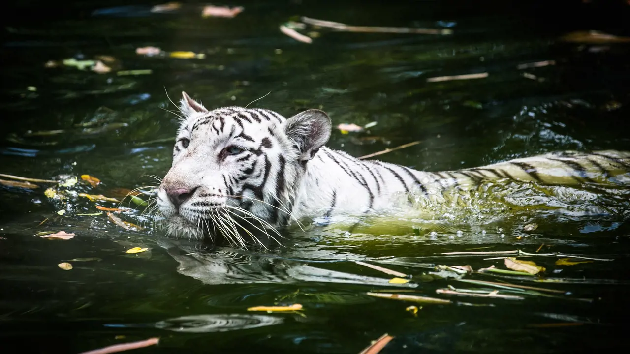 Zoo Negara Malaysia & Panda Conservation Centre Ticket – Bild 8