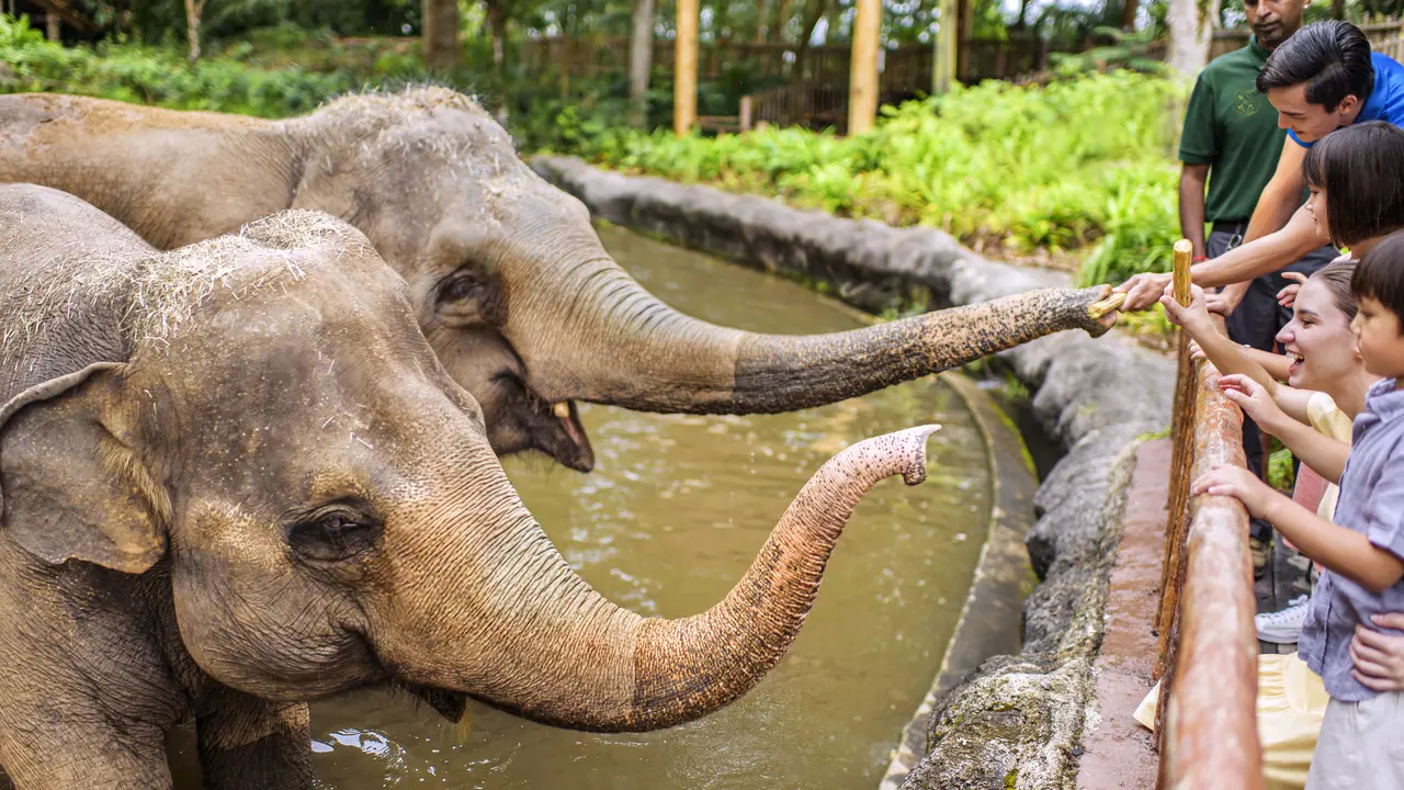 Singapore Zoo Ticket – Bild 5