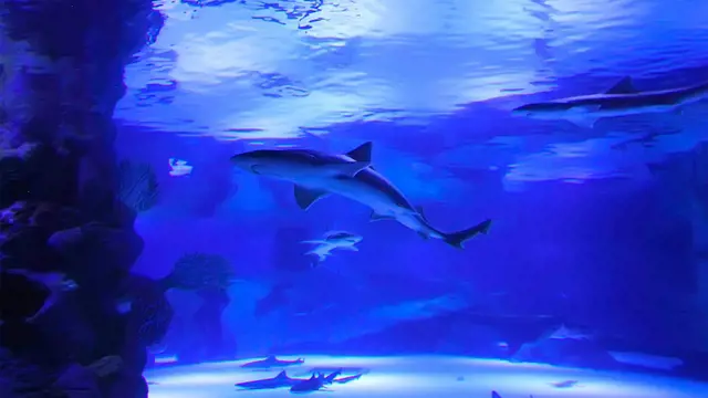 Antalya Aquarium and Face 2 Face Wax Museum Ticket