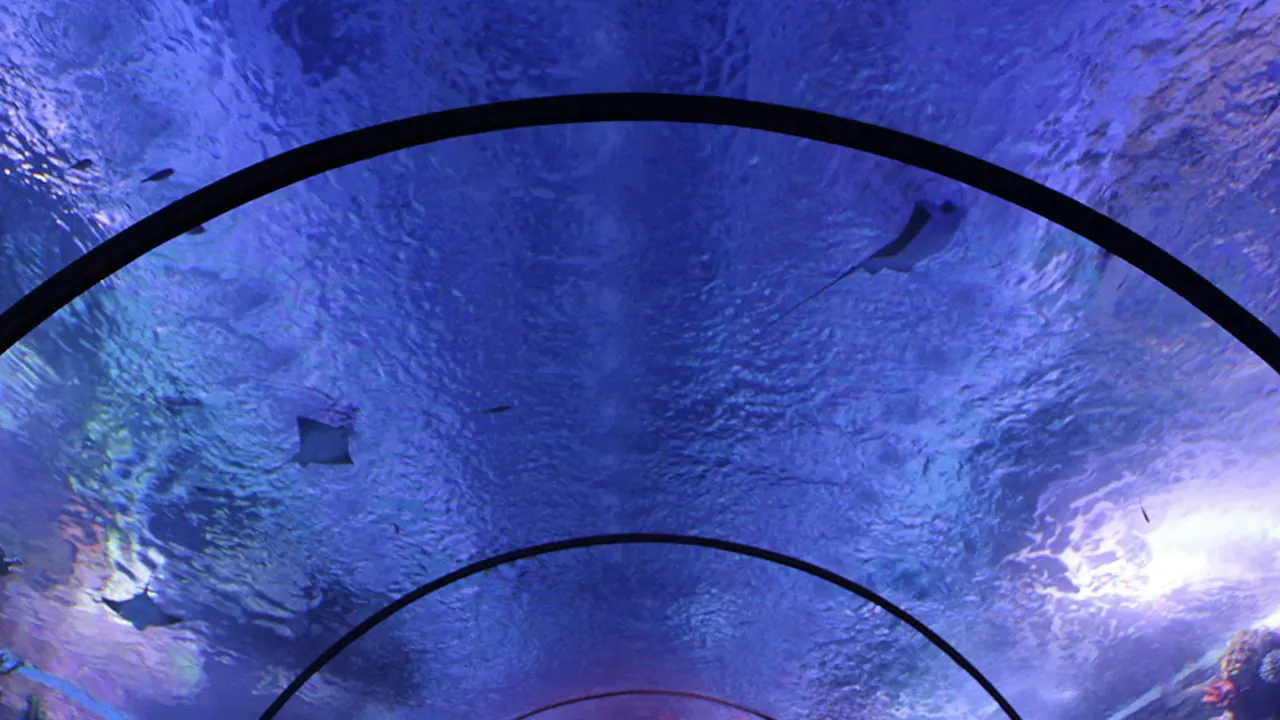 Antalya Aquarium and Face 2 Face Wax Museum Ticket – Bild 5