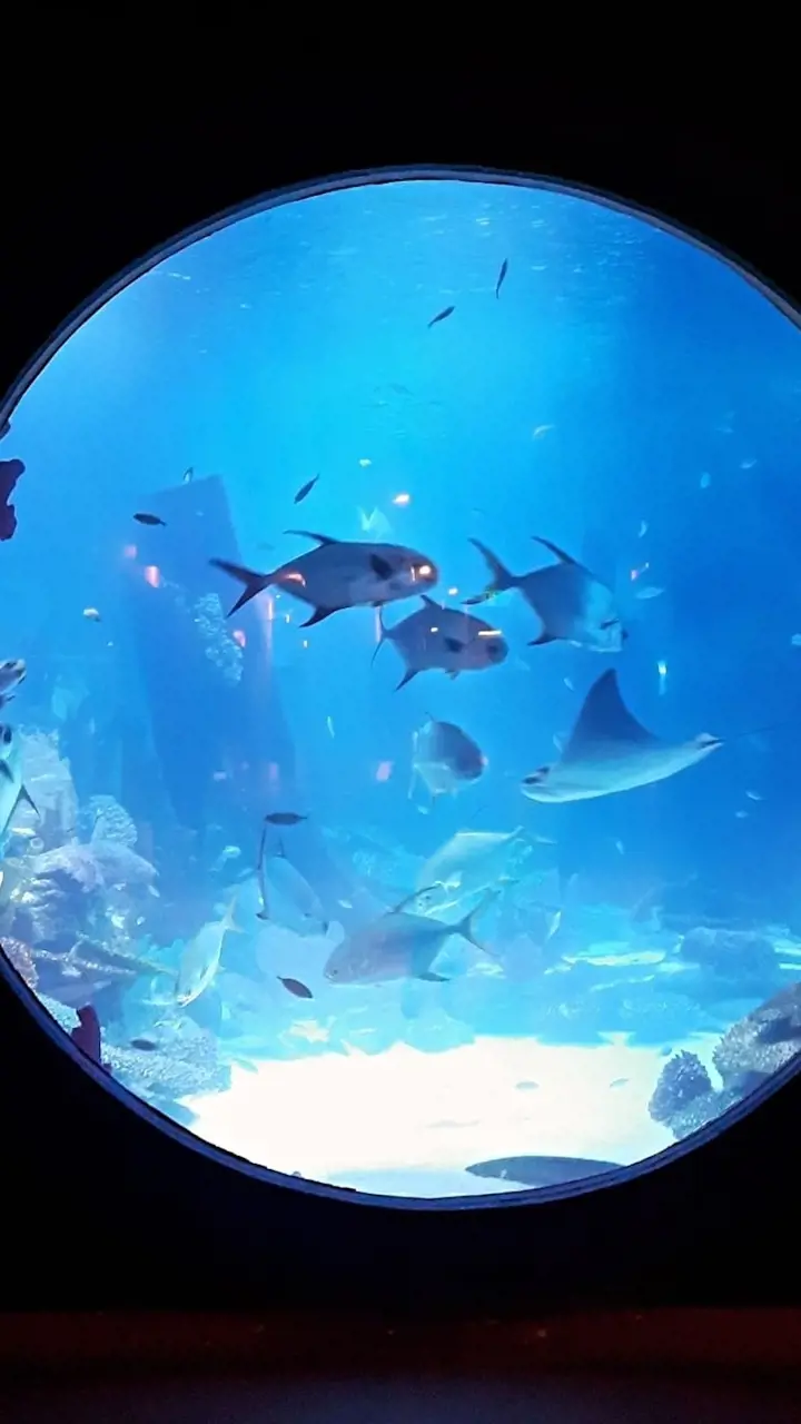 Emaar Aquarium and Underwater Zoo Ticket – Bild 3