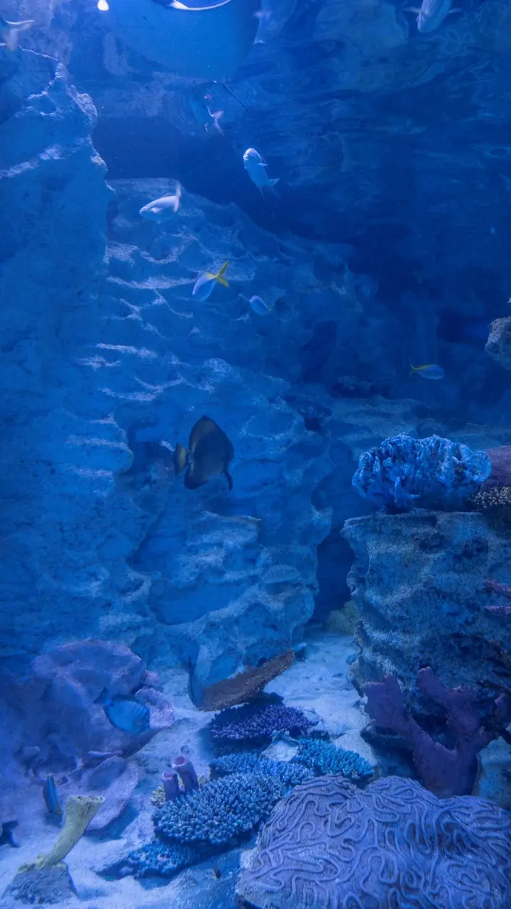 Emaar Aquarium and Underwater Zoo Ticket – Bild 6