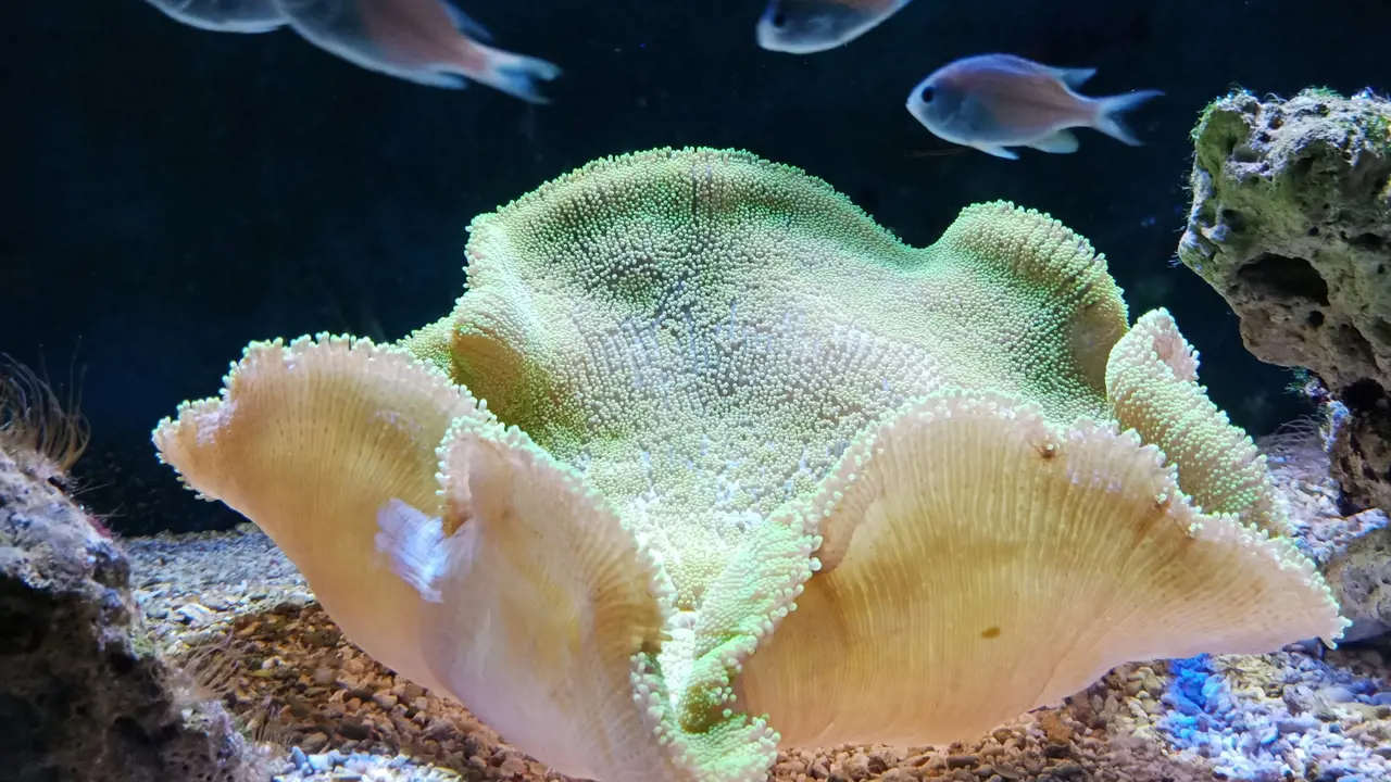 Underwater World Langkawi Ticket – Bild 4