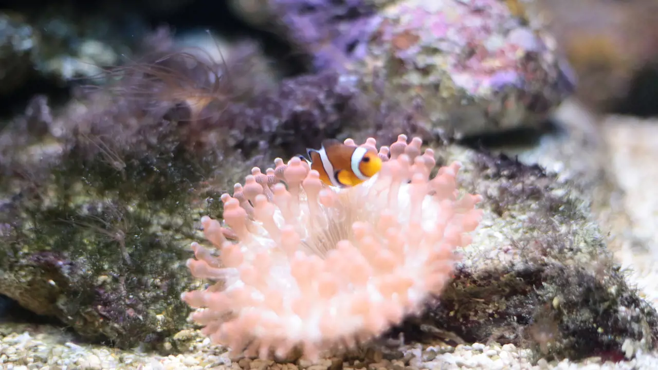 Underwater World Langkawi Ticket – Bild 5
