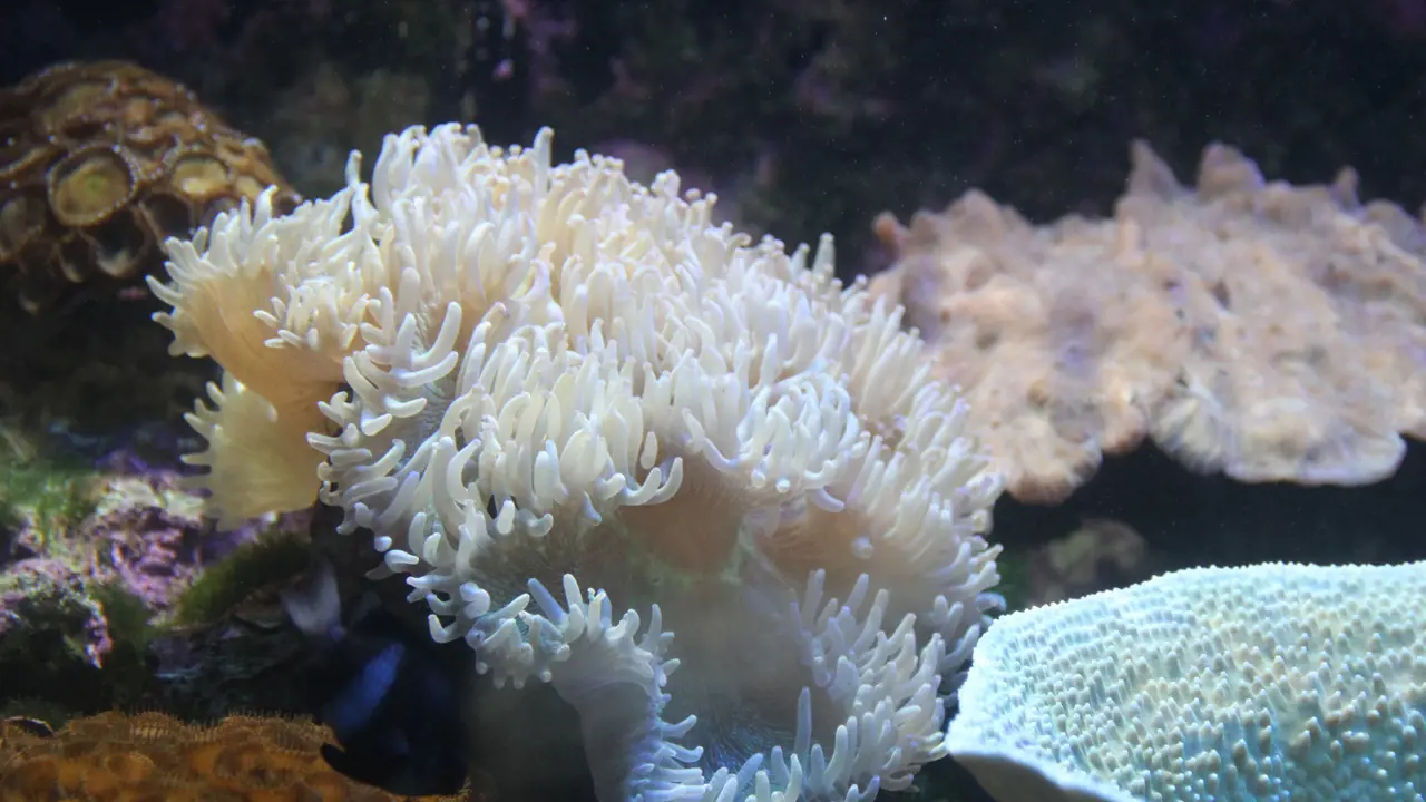 Underwater World Langkawi Ticket – Bild 6