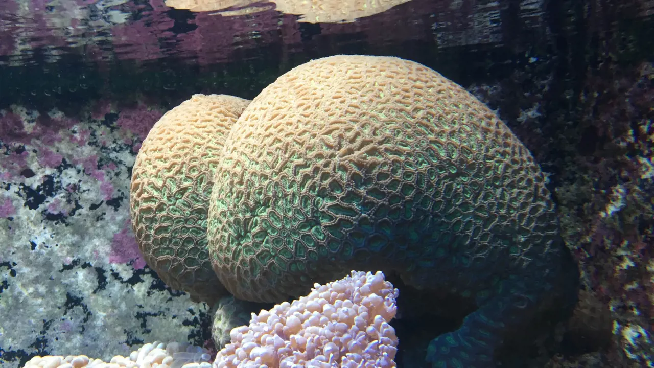 Underwater World Langkawi Ticket – Bild 7