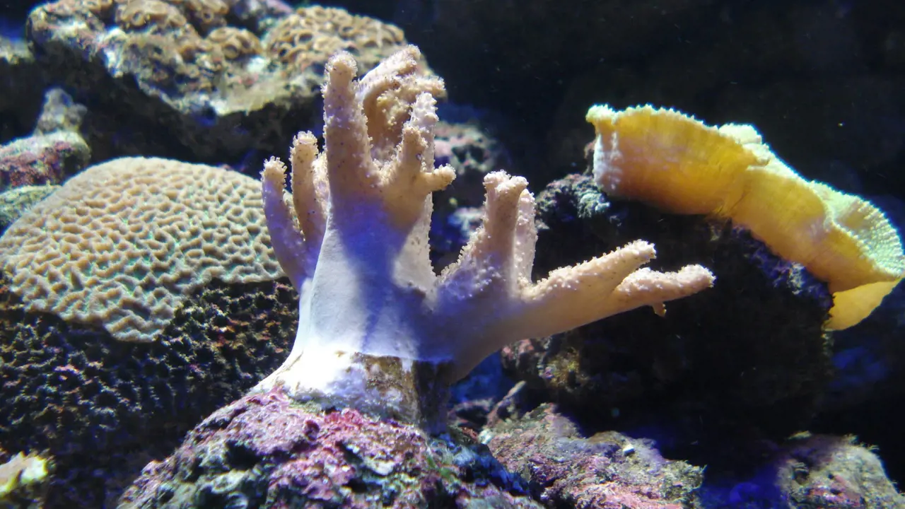 Underwater World Langkawi Ticket – Bild 8