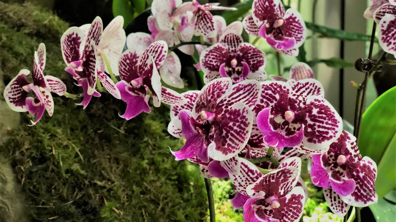 National Orchid Garden Ticket – Bild 4