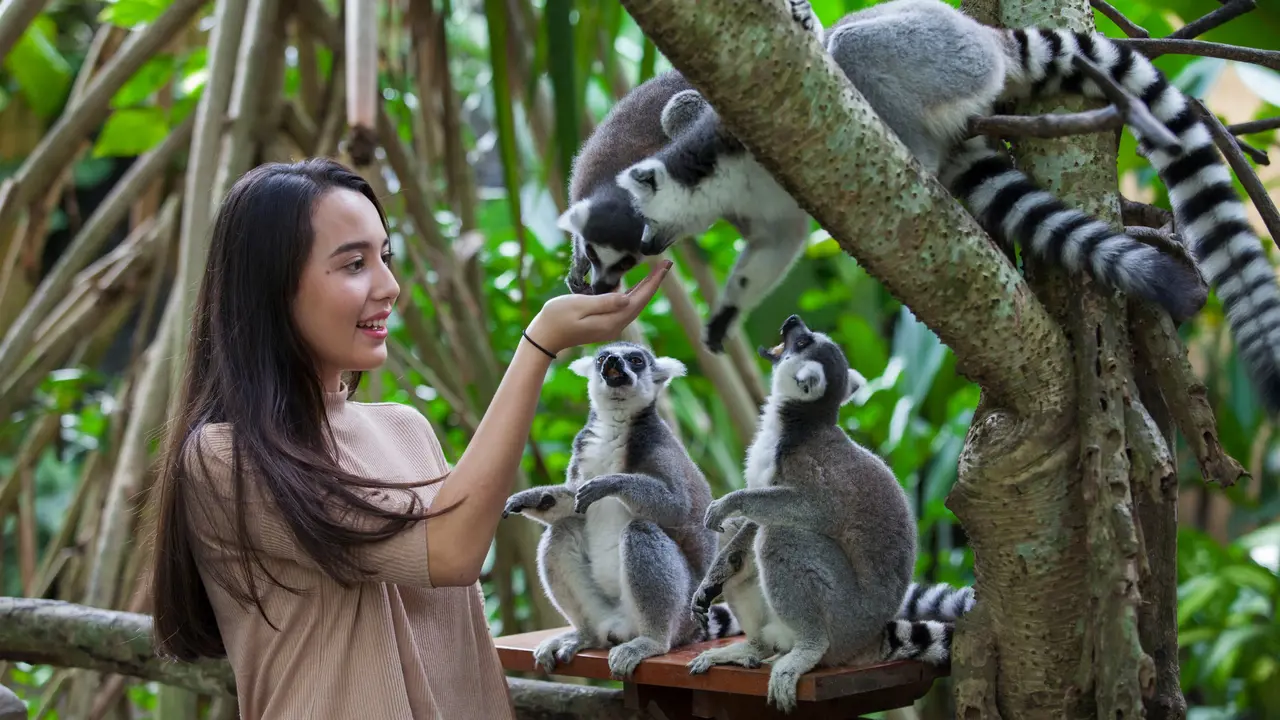 Bali Zoo Ticket – Bild 3