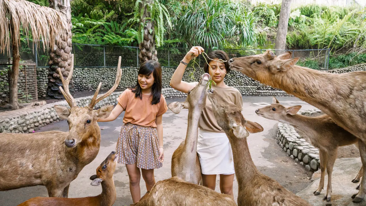 Bali Zoo Ticket – Bild 8