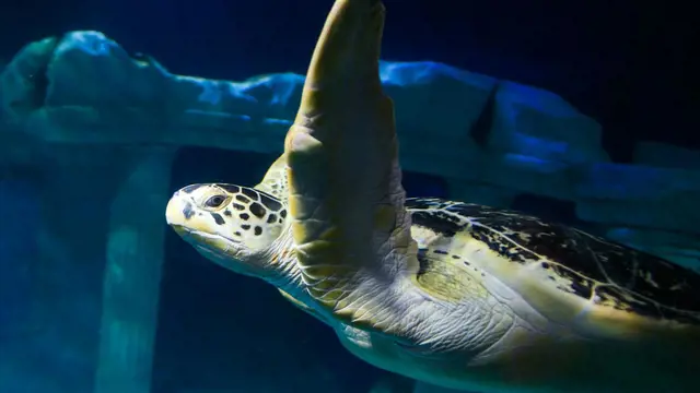 SEA LIFE Porto Ticket