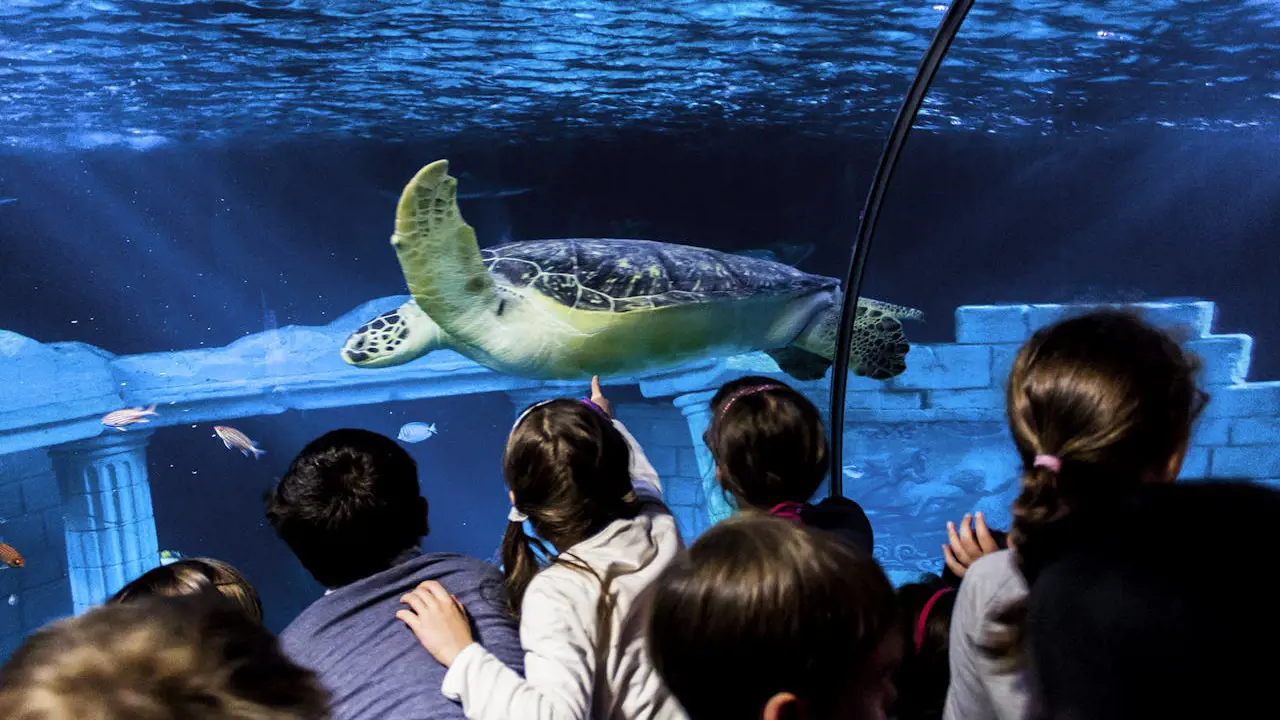 SEA LIFE Porto Ticket – Bild 4