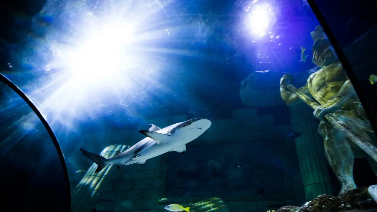 SEA LIFE Porto Ticket – Bild 5