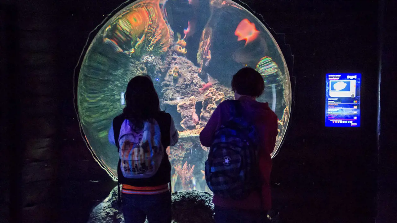 SEA LIFE Porto Ticket – Bild 7