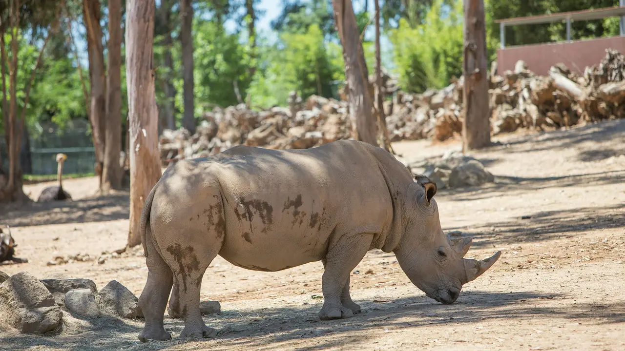 Zoo Santo Inácio Ticket – Bild 2