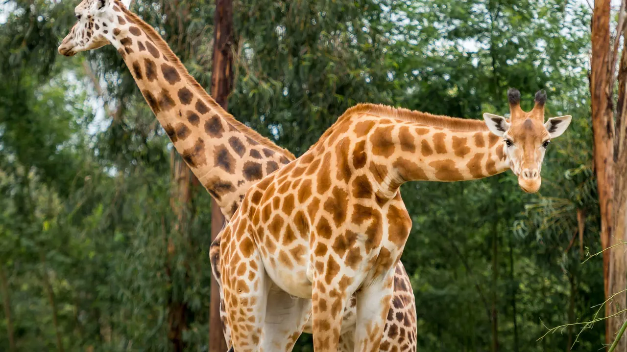 Zoo Santo Inácio Ticket – Bild 3