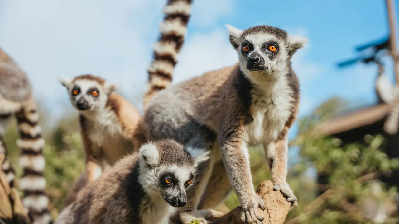 Zoo Santo Inácio Ticket – Bild 6