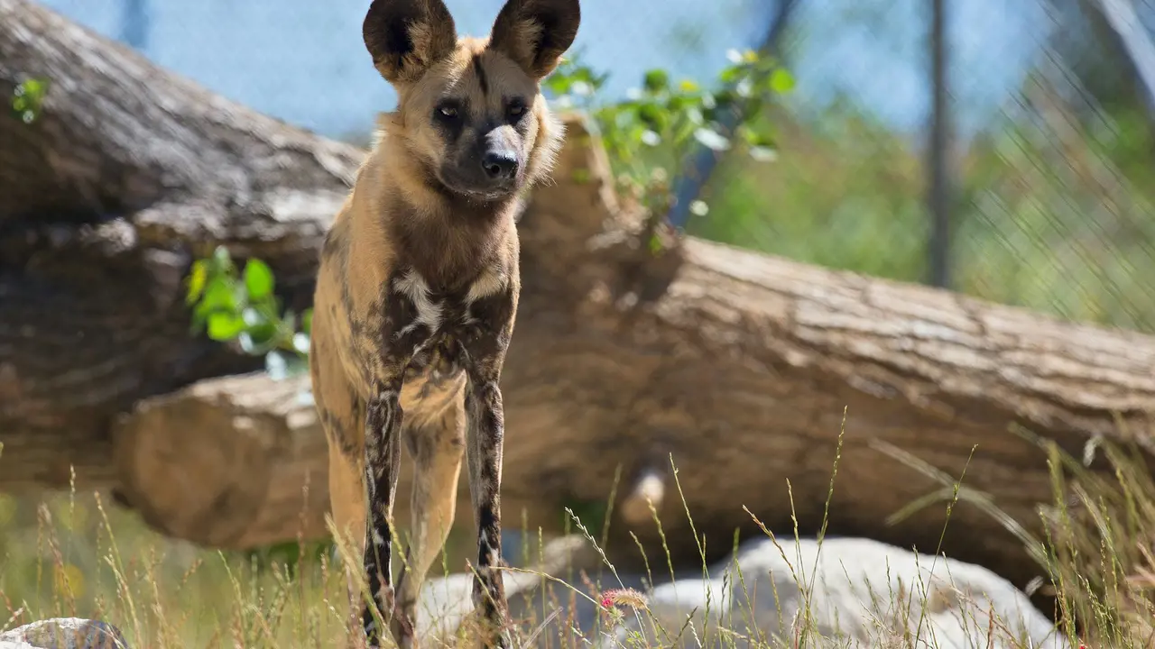 Zoo Santo Inácio Ticket – Bild 7