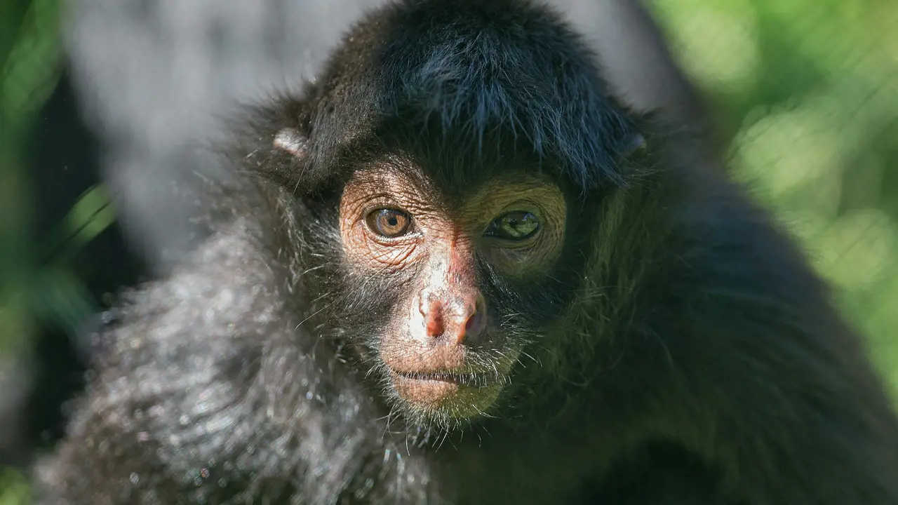 Zoo Santo Inácio Ticket – Bild 8