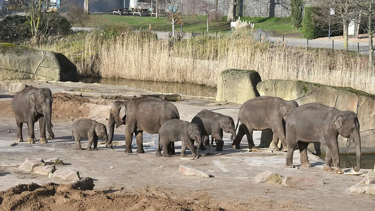 Cologne Zoo & Aquarium Ticket – Bild 2