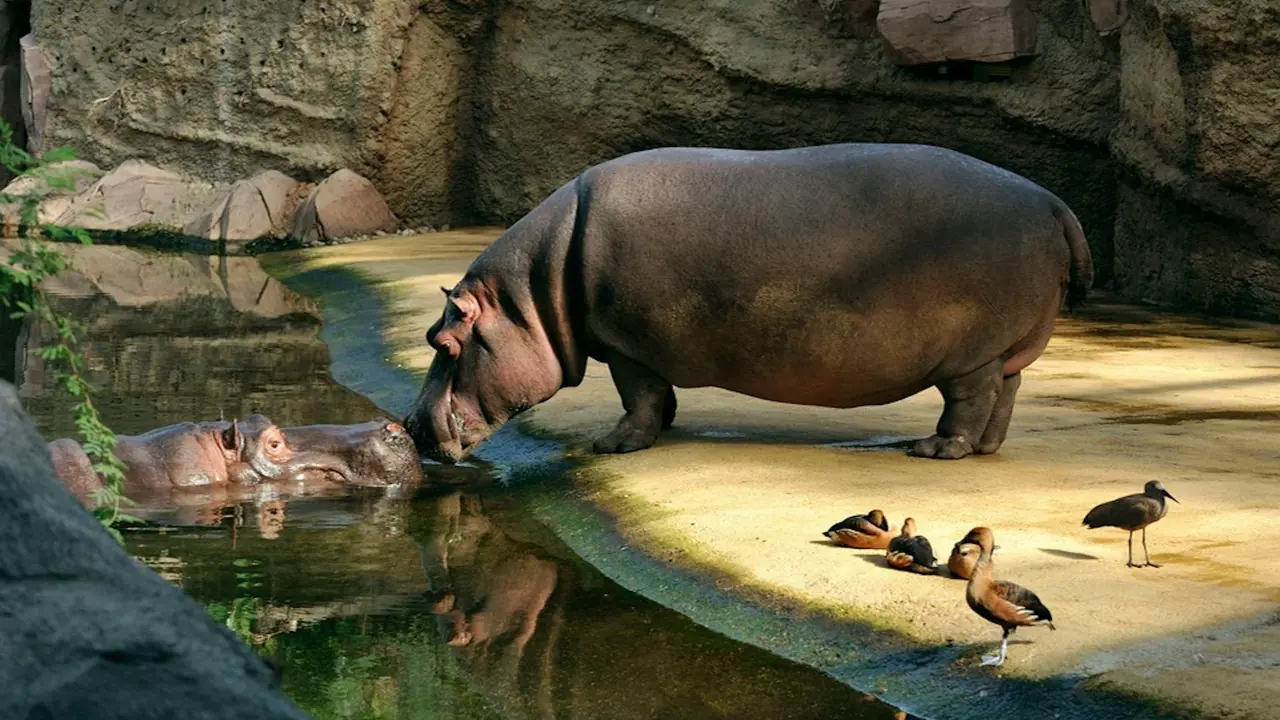 Cologne Zoo & Aquarium Ticket – Bild 3