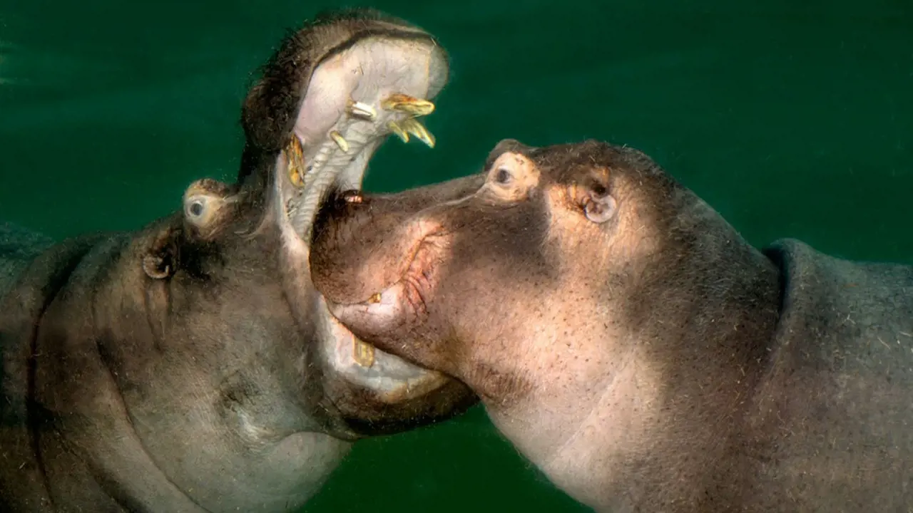 Cologne Zoo & Aquarium Ticket – Bild 5