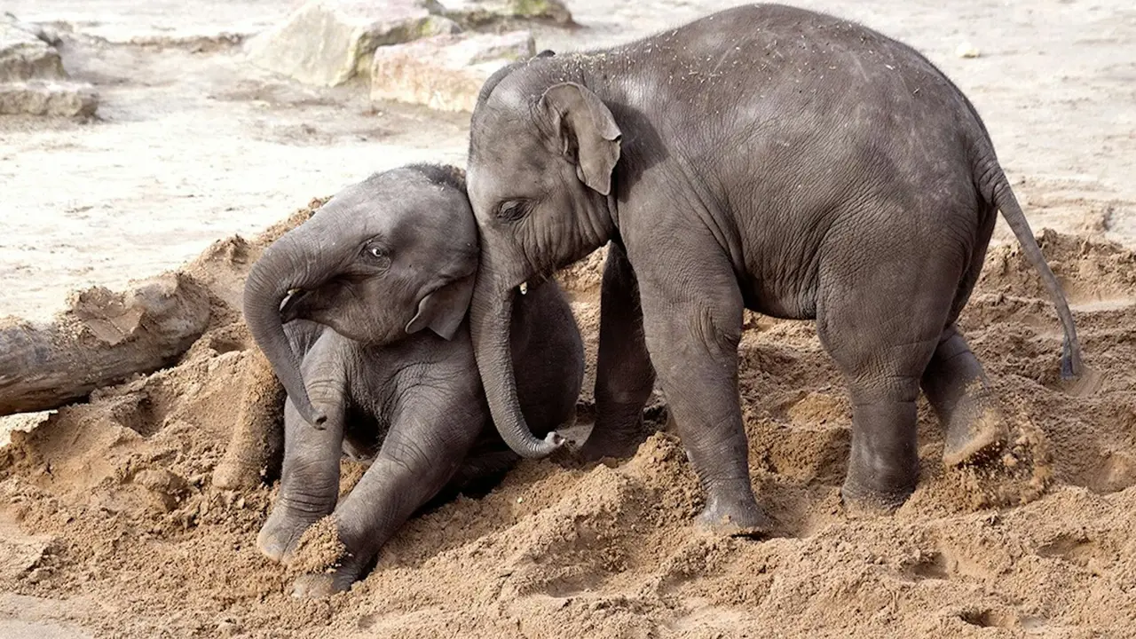 Cologne Zoo & Aquarium Ticket – Bild 7
