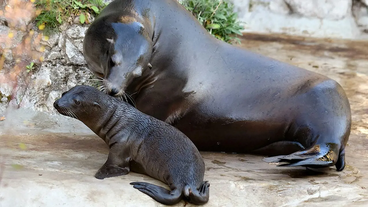 Cologne Zoo & Aquarium Ticket – Bild 8