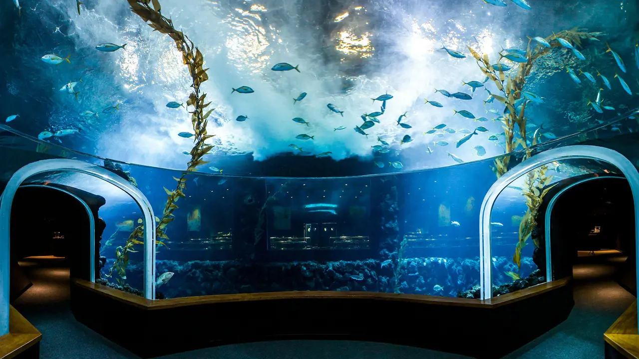 Poema del Mar - Aquarium Gran Canaria: Skip The Line Ticket – Bild 3